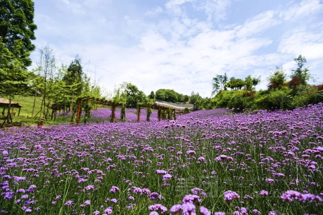 1562644120418165.jpg 1562644120418165.jpg